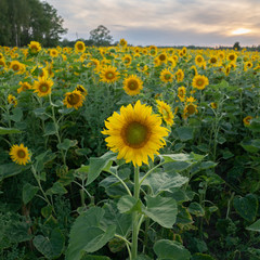Sunflowers