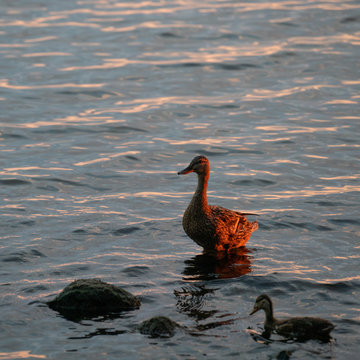 Mallard female with duckling