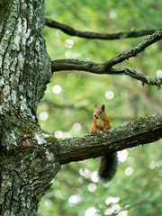 Squirrel