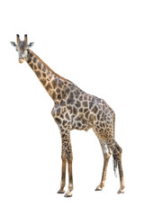 Male giraffe whole body dicut isolated on white background