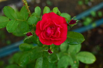 Fototapeta premium red flower and buds of Hansaland rose