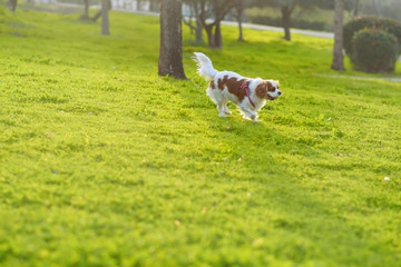 Adorable Cavalier King Charles Spaniel Dog playing with yellow ball on green grass, outdoors