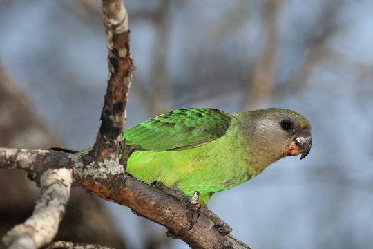 Brownheaded parrot (Poicephalus cryptoxanthus) is sitting on the branch with blue background