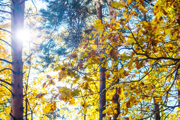 Autumn forest scenery with rays of warm light illumining the gold foliage