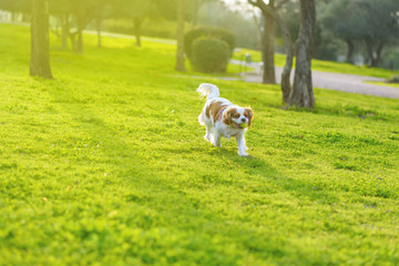 Adorable Cavalier King Charles Spaniel Dog playing with yellow ball on green grass, outdoors