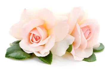 Poster de jardin Roses Belles roses roses.