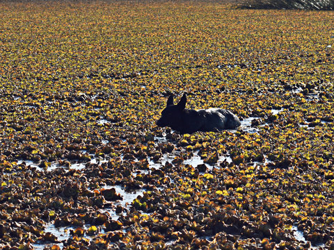 Perro en la laguna de Parque Bicentenario, Salta, Argentina