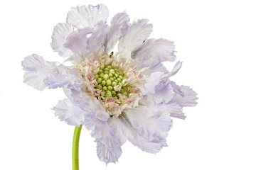 Blue skabiosa flower.