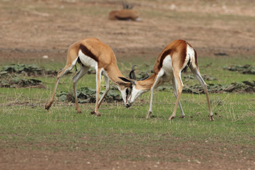 Naklejka na ściany i meble The two males of springbok (Antidorcas marsupialis) are fighting for the female in background in the dried riverbed in the desert