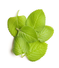 Plectranthus argentatus. Silver spurflower.