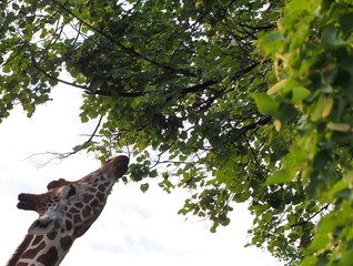 Fototapeta na wymiar The head of a giraffe. The animal eats leaves on the branches of a tree. 