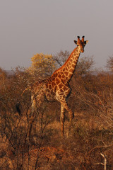 The south african giraffe (Giraffa camelopardalis giraffa) is standing in the savanna full of bush in beautiful morning sunrise
