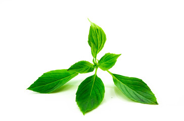 Obraz premium Sweet basil leaves Isolated on white background