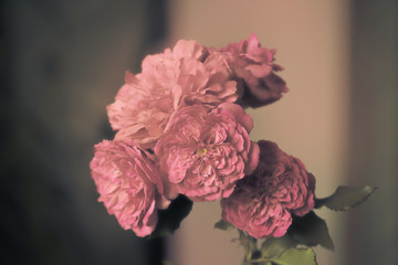 Background of roses in light toning