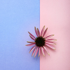 single echinacea flower