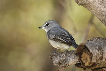 African dusky flycatcher (Muscicapa adusta)  is sitting on the branch with green background