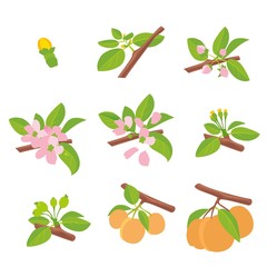 Peach - bud, blossom, flower, leaf, fruit. Flat hand drawn vector