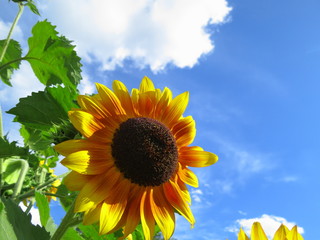 Decorative sunflowers against the blue sky, yellow sunflowers, orange sunflowers.
