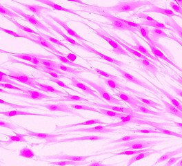 Fibroblast cells mebrane labeled with fluorescent dye