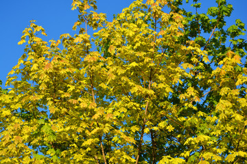maple, yellow, nature, spring, tree, flowers, plant, field, green, blossom, sky, bloom, autumn, summer, blue, garden, flora, beauty, meadow, beautiful, season, leaf, landscape, branch, background