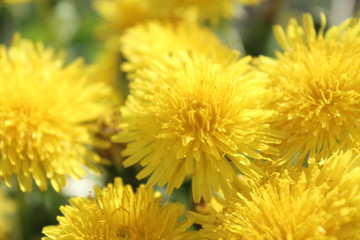 Obraz premium Flower