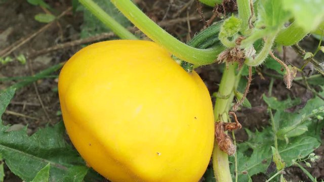 Pattypan squash bud on plant. Growing vegetables in the garden. (Cucurbita pepo)