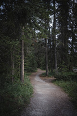 Fototapeta premium road in the forest