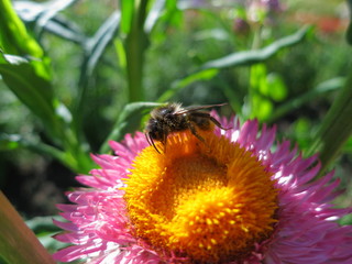 Bee close-up on a pink flower, pink flower in a field. The bee collects honey. Bee in the pollen.