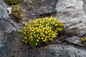 Flowers of musky saxifrage (Saxifraga moschata)