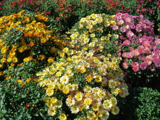Flower beds in a botanical garden