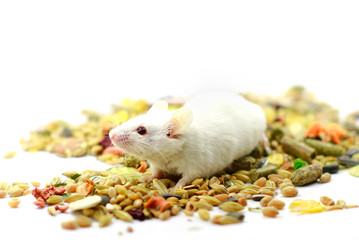 Laboratory mouse isolated on white