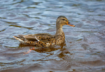 Fototapeta premium Mallard duck on water of river -Anas platyrhynchos -with drops of water from beak
