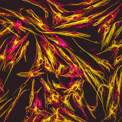 Confocal microscopy of fibroblast cells
