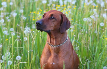 The purebread dog in the meadow