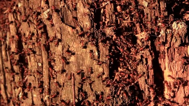 ants live in an old rotten birch stump