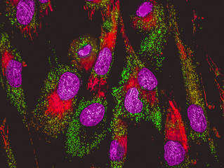 Mitochondria staining