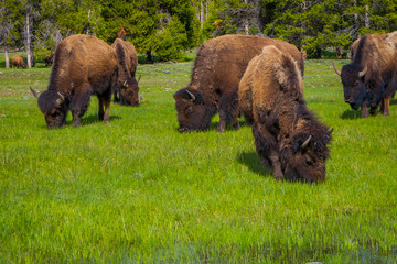 Outdoor view of herd of bison grazing on a field with mountains and trees in the background