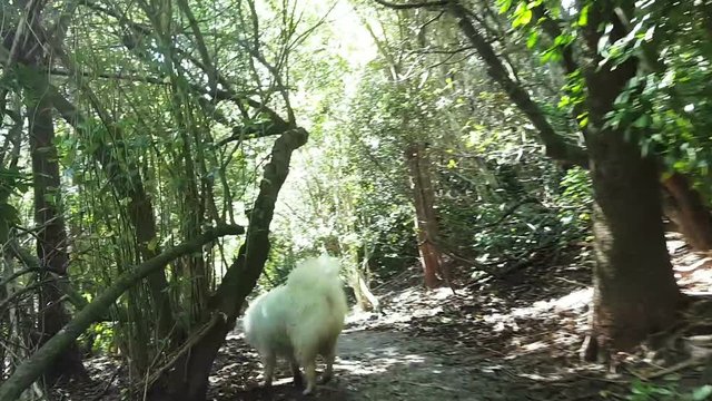 Following a fluffy white Samoyed dog through a forest trail