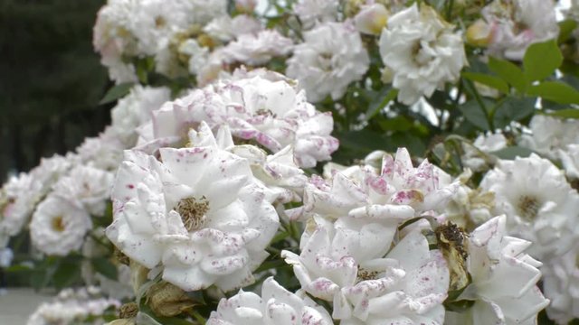 White rose flowers with pink spots in a rose flower garden gently blowing to the breeze