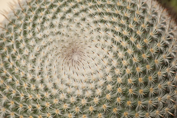 Cactus plant closeup background. Natural background. Top view