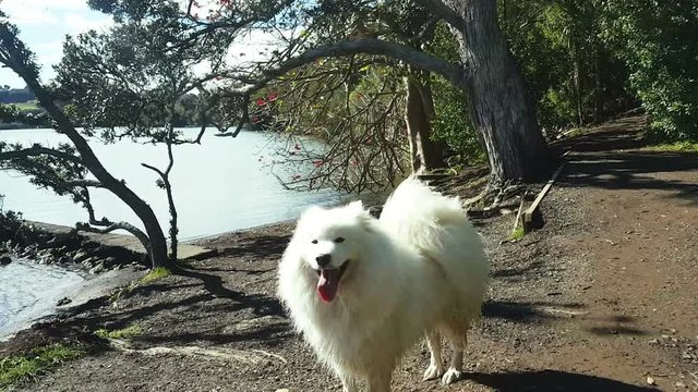 A Samoyed dog waiting for owner then running into the lake with another dog