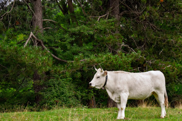 white cow graze in the mountain
