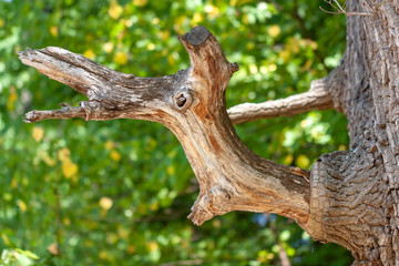 Fototapeta premium Twig on tree