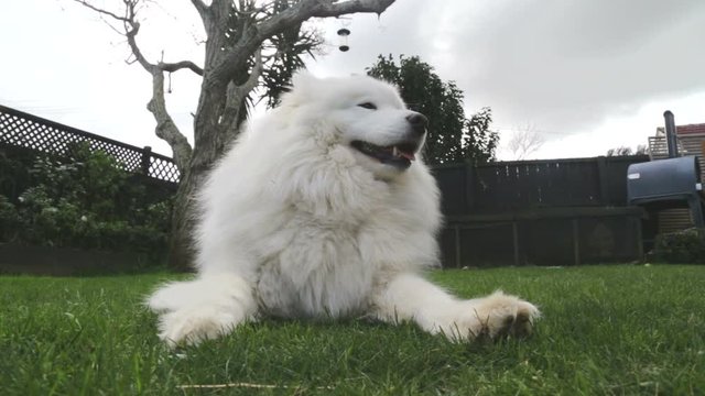 White fluffy Samoyed dog yawning