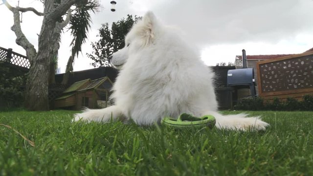 Samoyed dog alert looking around picking up sounds and scents