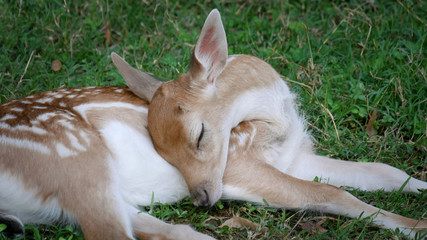 Naklejka premium Young, baby deer laying and sleeping in the grass at meadow