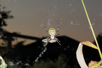 spider and its prey