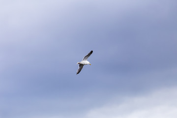 Seagull flies on the sky