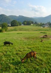Goats in a Valley iin the french pyrenées