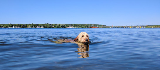 Hund beim Schwimmen